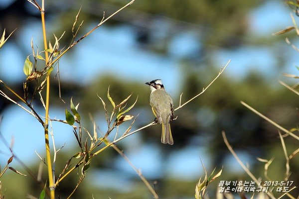 검은이마직박구리(가칭)
